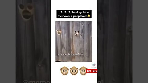 Dogs peeping #tiktok #cute #shorts #funnyvideos #viral #funnyanimals