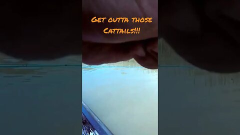 Getting Bass Outta Cattails #bassfishing #bass #fishing