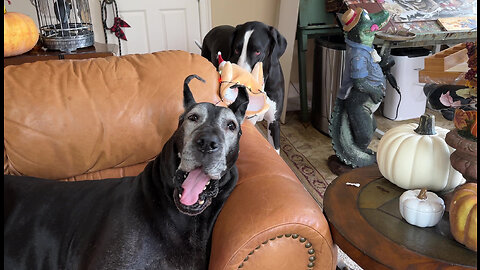 Funny Great Dane Swipes Light Up Turkey Hat & Runs Into Cat Police