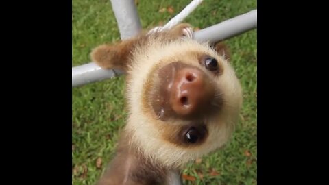 Funny baby Sloths compilation