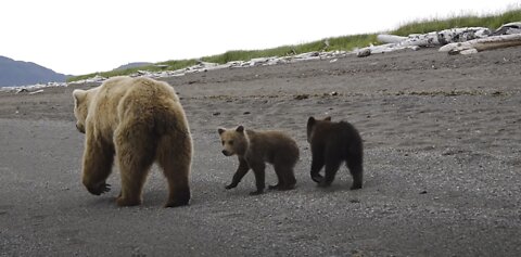 A Very close encounter with a brown bear!