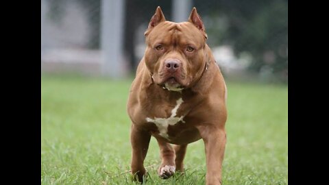 Pitbull dog 😱😨