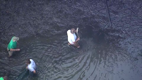 WATCH: Group catches American alligator in pond near Bedford schools