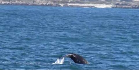 Grey whales and sea lion surprise tourists