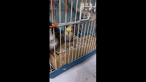 parrot like music