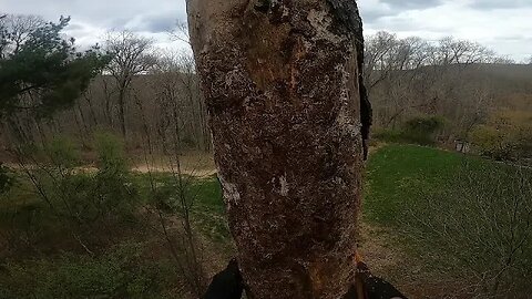 Climbing a dead Eastern White Pine