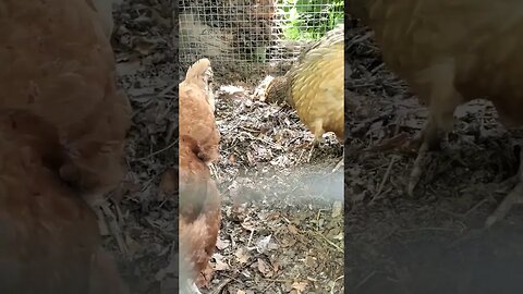 Chicken bath