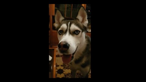 Mirca the Husky is bored!