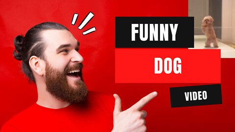 Super Funny Dog Videos [2022]/Animal Amaze Videos