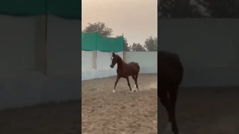 Marwari Horse India 2 || Best Marwari Horse