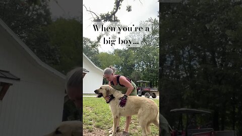 There’s a storm rolling in… #farmlife #anatolianshepherd #thunder