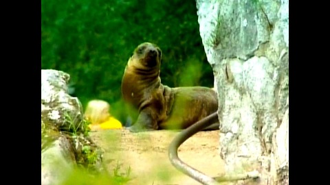 Baby Sea Lion