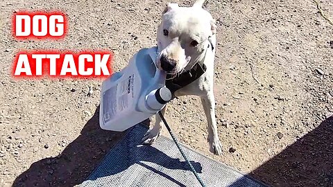 My Dog Attacked A Gallon Jug Of Rotella T4 Diesel Oil | Fleeting Moments