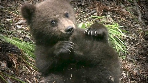 Cute Rescued Baby Bear Cubs To Be Prepared For Life In The Wild