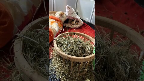 Guinea pigs having a nosy afternoon