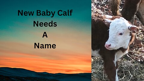 Beautiful Baby Calf 1-week update