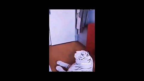 Cat cat and dog funny video