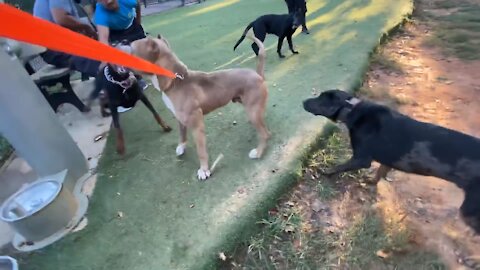 Must Watch >>>>> Doberman Attacks Pitbull in a Dog Park