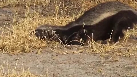 Honey Badger Digging Frenzy