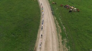 Cyclists and herd of cows