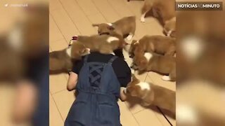 Mulher é atacada ferozmente por... filhotes de Corgis!