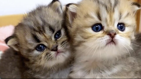 Cute cat 🐈 trending video