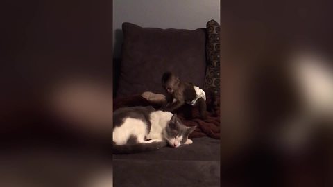 Small Monkey Tries To Wake Cat