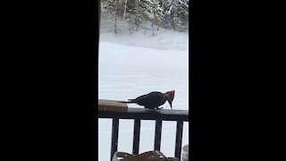 Canadian woodpecker.