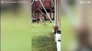 Un bébé kangourou s'amuse sur une balançoire