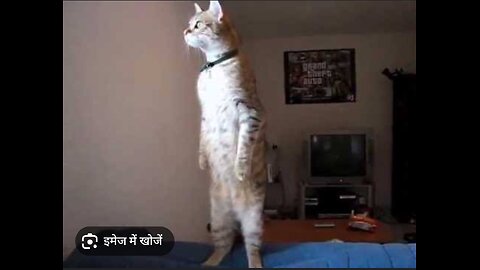 the standing cat fun videos