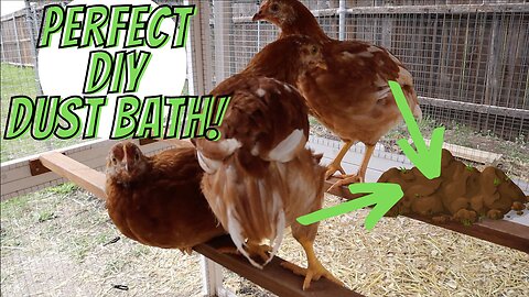 Perfect Dust Bath | DIY Chicken Dust Bath