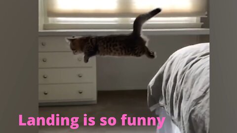 Funniest Cats - Funny Pet Videos