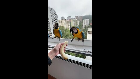 wao colorful parrot eat banana 🤗