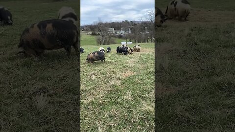 KuneKune dinner time #shorts