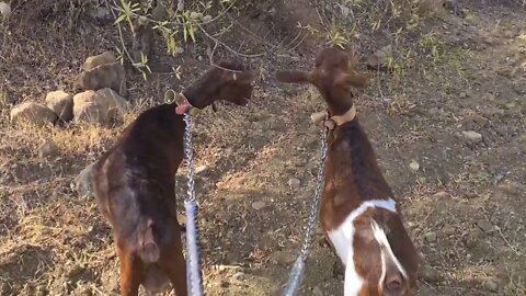 Goats having a pleasant morning wander and chomp.