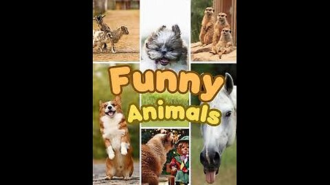 Funny animals 😄hub,funny animals club youtube, 🤣, funny animals dancing 💃😄, funny animals fighting