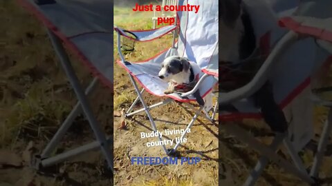 Country Pup