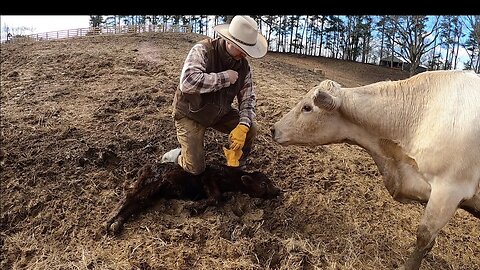 Dumb ways to die: Calf tagging edition!!!