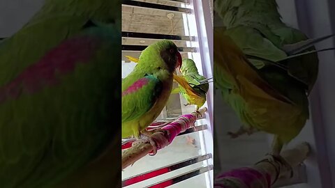 Talking parrot in punjabi, Talking parrot, #shorts #viral #trending #youtubeshorts