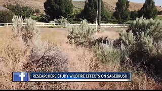 BSU researchers study importance of sagebrush in Idaho