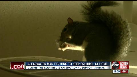 Clearwater man fights to keep squirrel as pet in his condominium