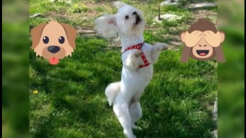 Funny Dog Dancing Compilation 2021– Amazing Talent Dog Dance 🐕