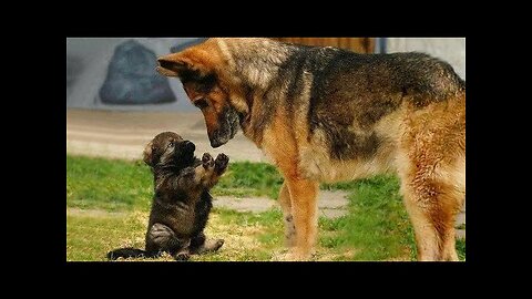 WORLD BEST FUNNIEST🤣 Dog vs men 🤣 funny video> Don't Try Laughing 🤣 clips