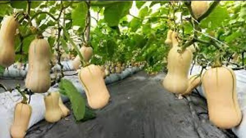 Amazing Agriculture Technology Cultivation and Harvest - Butternut Squash,Scallion,Pomelo,Sugar cane