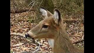 TrailCam With Multiple Deer and Another strange Visitor