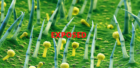 Nanoengineered Food EXPOSED