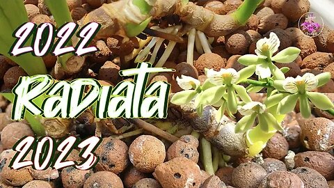 Prosthechea radiata 1 year UPDATE | Bare root Transition to Leca & Self Watering #ninjaorchids