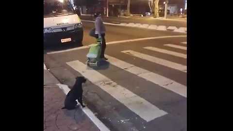 Clever Dog Waits For Traffic Light To Turn Green To Cross The Street