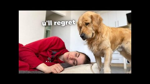 Stealing My Dog's Bed _ Funny Dog Reaction