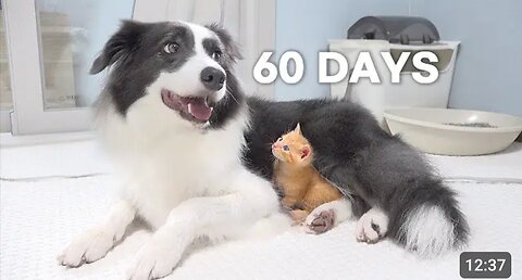 Rescued Tiny Kitten Grows Up Believing He’s a Big Dog | Day 1 to 60